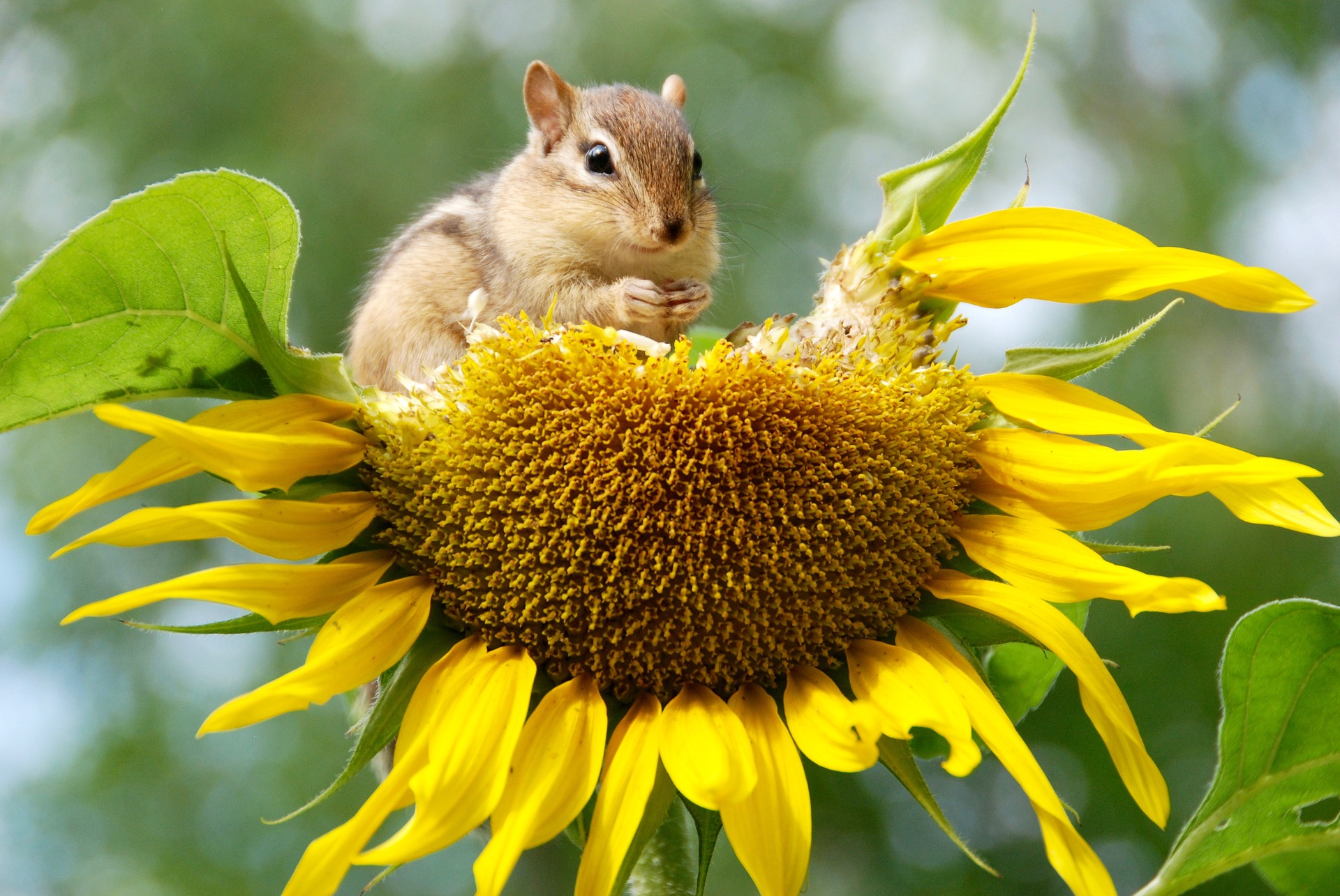 Chipmunk 3628624 1920