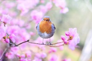 Bird 2295436 1280